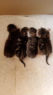 Котята курильский бобтейл