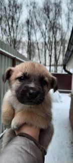 Щенок мальчик 1 месяц