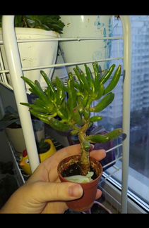 Крассула коралл