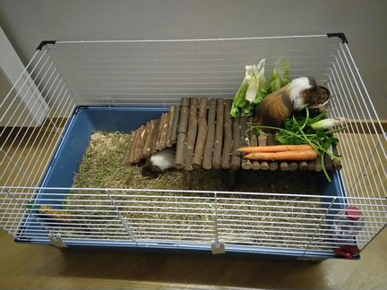 Клетка для морской свинки кролика ежа