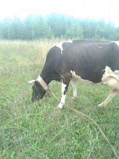 Коровы дойные молочные - фотография № 3