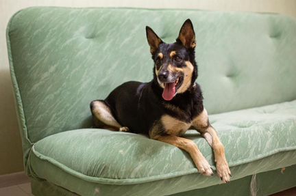 Щенок/ молодая собака бесплатно в дар в добрые рук