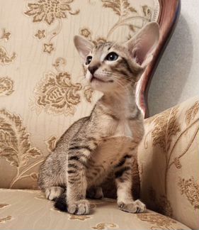 Ориентальный котик черное пятно из питомника