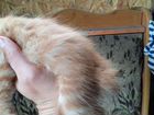 Курильский бобтейл котенок объявление продам