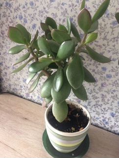 Денежное дерево.ном.4