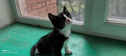 Котик 1 годик