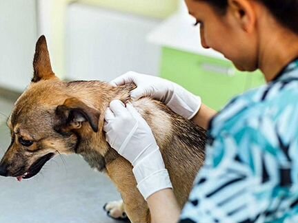 Ветеринарный врач на дом круглосуточно