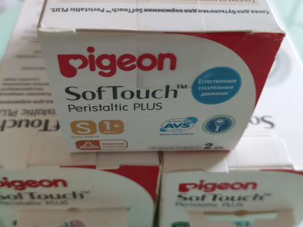 Pigeon
