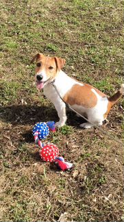 Мальчик Джек Рассел терьера для вязки