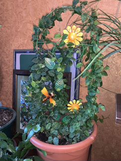 Фикус вьющийся