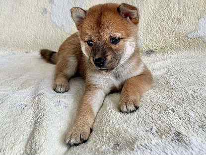 Сиба ину щенок. Акита ину щенок. Сиба ину. Шиба ину щенки. Авито щенок сиба.