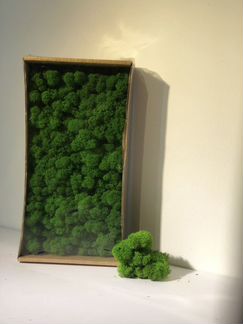 Мох стабилизированный