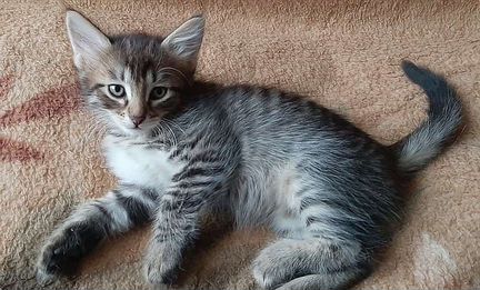 Котята ищут дом