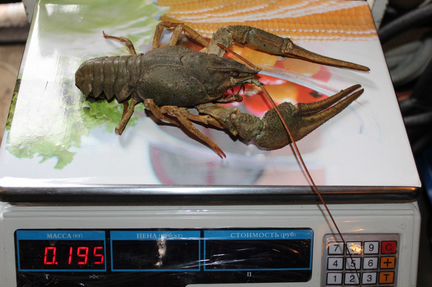 Живые и вареные раки, доставка или самовывоз