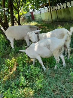 Зааненская коза - фотография № 4