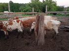 Коровы бычки телочки объявление продам
