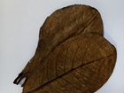 Листья индийского миндаля для аквариума