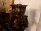 Метисы Шотландская черепаховая кошка объявление продам