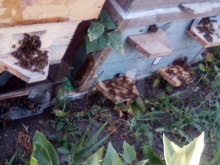Зимовалые пчелосемьи