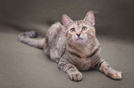 Котенок в дар в добрые руки