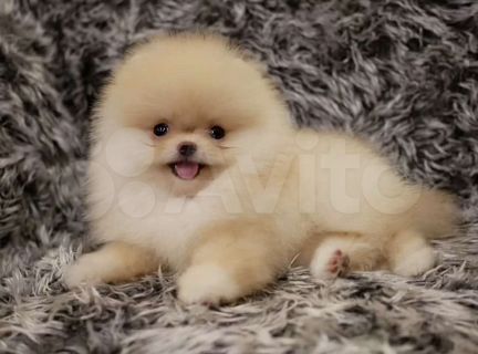 Супер кремовые и рыжие шпицы