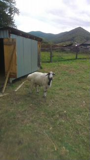 Курдючные бараны овцы - фотография № 2