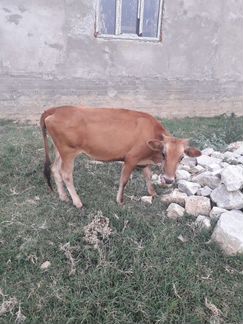 Корова с двумя телятами - фотография № 2