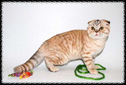 Редчайший котенок - кот черепахового окраса
