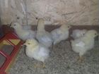 Цыплята породы леггорн Изабела парцеляновая объявление продам