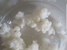 Кефирный тибетский молочный гриб