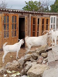 Зааненские козы,козлы - фотография № 5