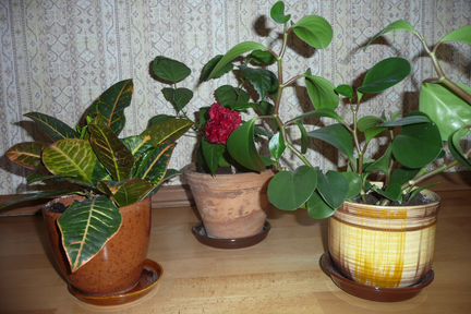 Кротон, гибискус, пеперомия