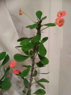 Молочай Миля