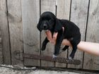 Собака щенки русского спаниеля объявление продам