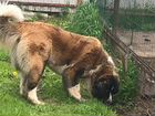 Собакамосковская сторожевая щенки от пары лд Робин объявление продам