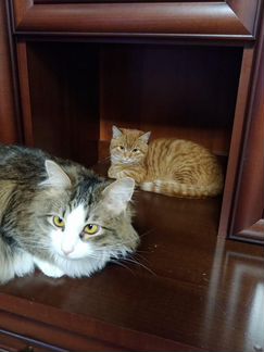 Котенок ищет дом