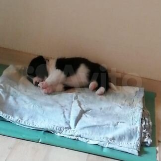 Щенки-пупуськи только от мамы