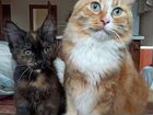 Котята девочки чернобурые 4 месяца объявление продам