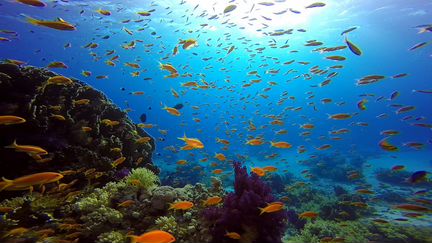 Обучение дайвингу - базовый курс Open Water Diver