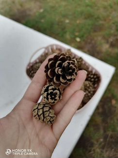 Шишки сосновые