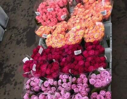 Розы цветы оптом розница доставка