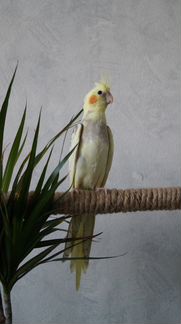 Ручной попугай корелла