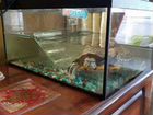 Красноухие черепахи с аквариумом объявление продам