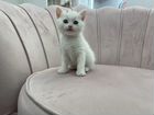 Манчкин белоснежные котята long