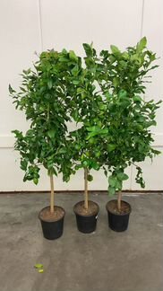 Лимонное дерево Н 185 см / Лимон