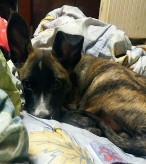 Тигровый щенок Байкал в добрые руки