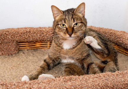 Кошечка Шейла
