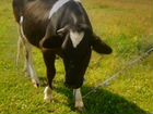 Корова 1,2 года
