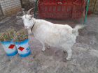 Нубийский козел, 2 козы Анненской породы белые и о объявление продам